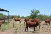 South African cattle and calves suppliers