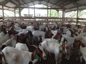 South African Boer goats suppliers