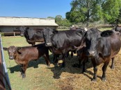 Beefmaster Cattle. .