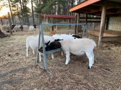 Dorper and Merino Sheep - Call/whatsapp +27 83 245 8210