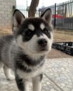 Blue-Eyed Adventure Companions – Siberian Husky Puppies Available
