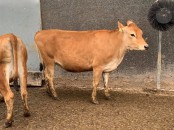 Beef and Dairy cattle for sale