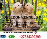 GOLDEN (LABRADOR) RETRIEVER PUPPIES FOR SALE+27634399299