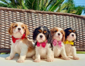 Blenheim/Tri colour Cavalier puppies