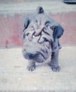 Shar-pei puppe for sale