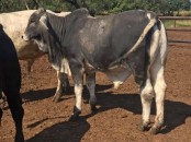 Where to order Bulls and heifers