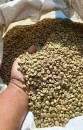 #+27719755564 Green Coffee beans (Arabica Coffee) Grade: AA, A, and AB
