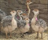 Buy Ostrich chicks and eggs online