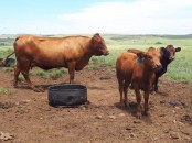 South African Bulls and Heifers suppliers