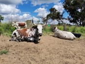 cattle and sheep and goat available now