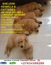 GOLDEN (LABRADOR) RETRIEVER PUPPIES FOR SALE+27634399299