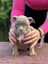 Strength with a Soft Heart – Pit Bull Terrier Puppies Available