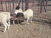 Dorper and Merino lambs for sale