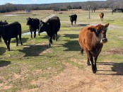 Ankole Cattle.